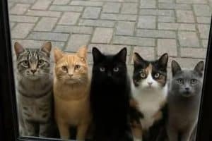 Bonjour ! On sait que tu es célibataire et que tu as dépassé la cinquantaine. Allez, laisse-nous entrer !!