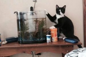 Je voulais juste m’assurer qu’il était encore en vie … Miaouuu.