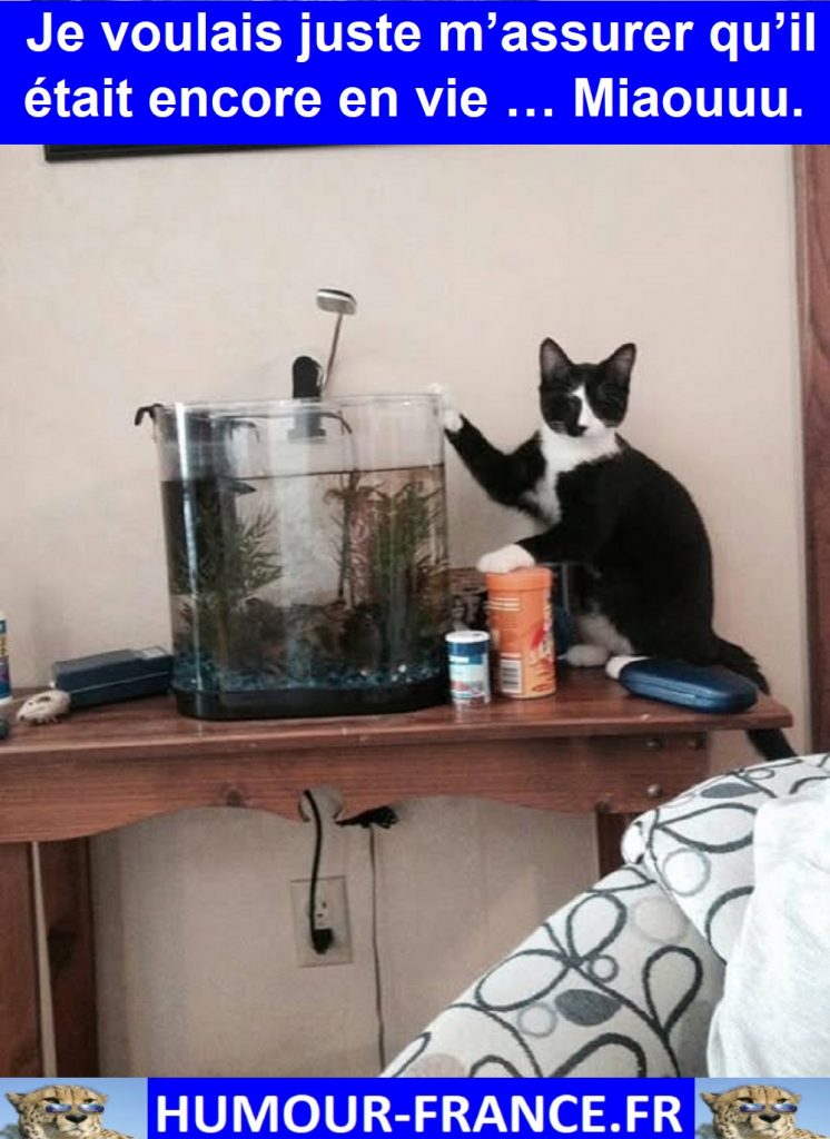 Je voulais juste m’assurer qu’il était encore en vie … Miaouuu.