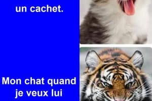 Mon chat quand le véto lui donne un cachet.