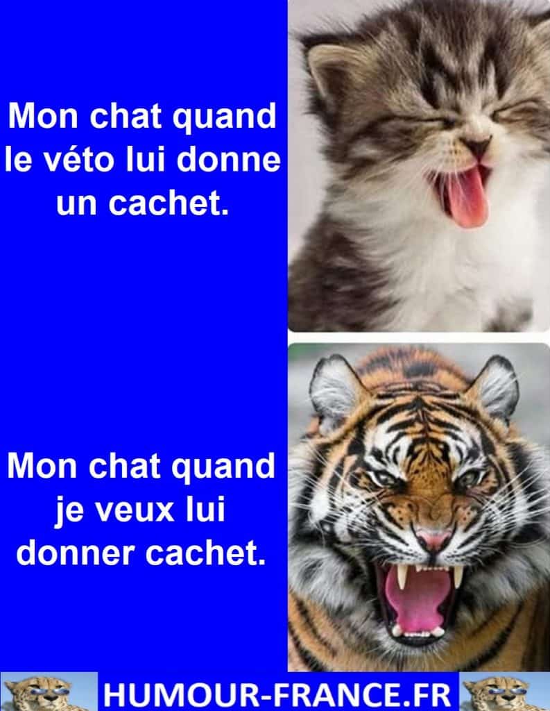 Mon chat quand le véto lui donne un cachet.