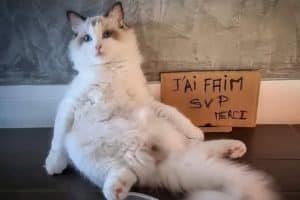 Quand tu mets ton chat au régime.