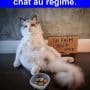 Quand tu mets ton chat au régime.