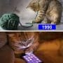 Seuls les chats des années 90 peuvent comprendre.