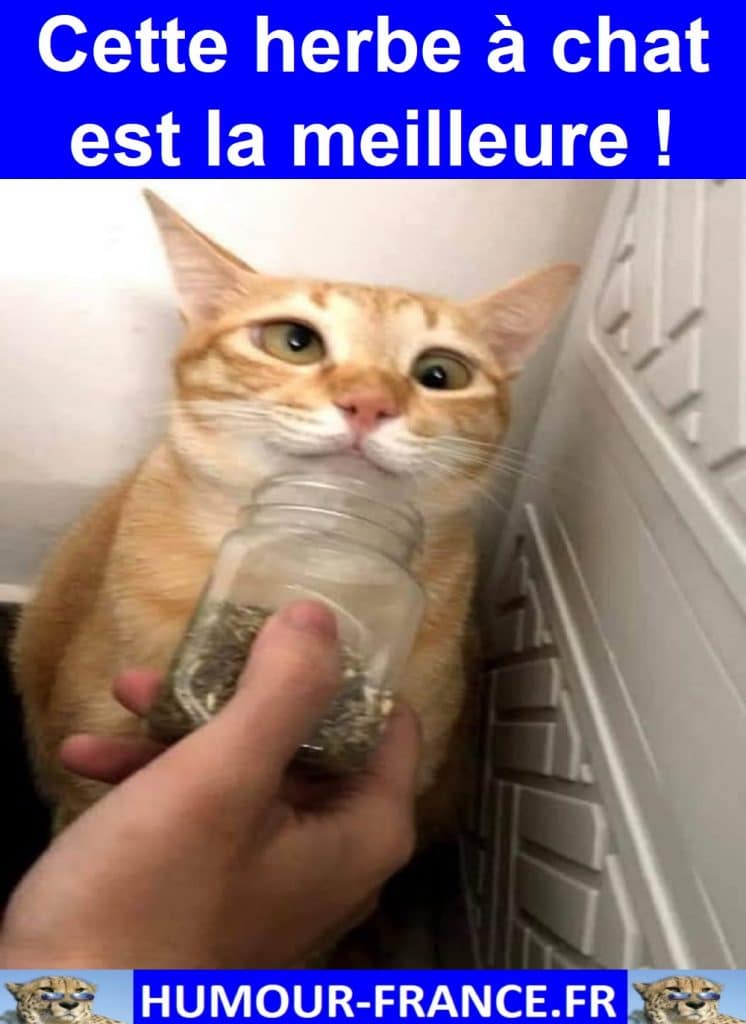 Cette herbe à chat est la meilleure !