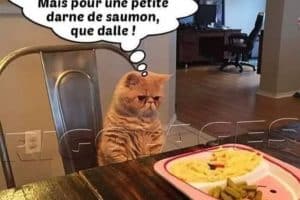 Encore des pâtes … Ah pour du maquillage, là il y’en a des sous ! Mais pour une petite darne de saumon que dalle !