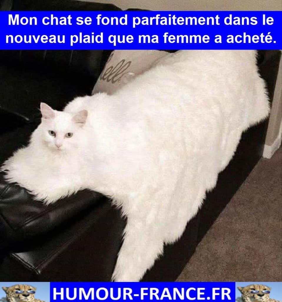 Mon chat se fond parfaitement dans le nouveau plaid que ma femme a acheté.