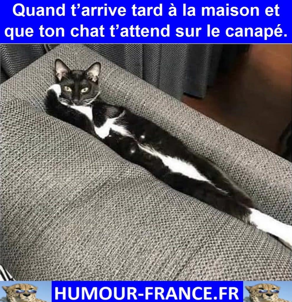 Quand t&rsquo;arrive tard &agrave; la maison et que ton chat t&rsquo;attend sur le canap&eacute;.