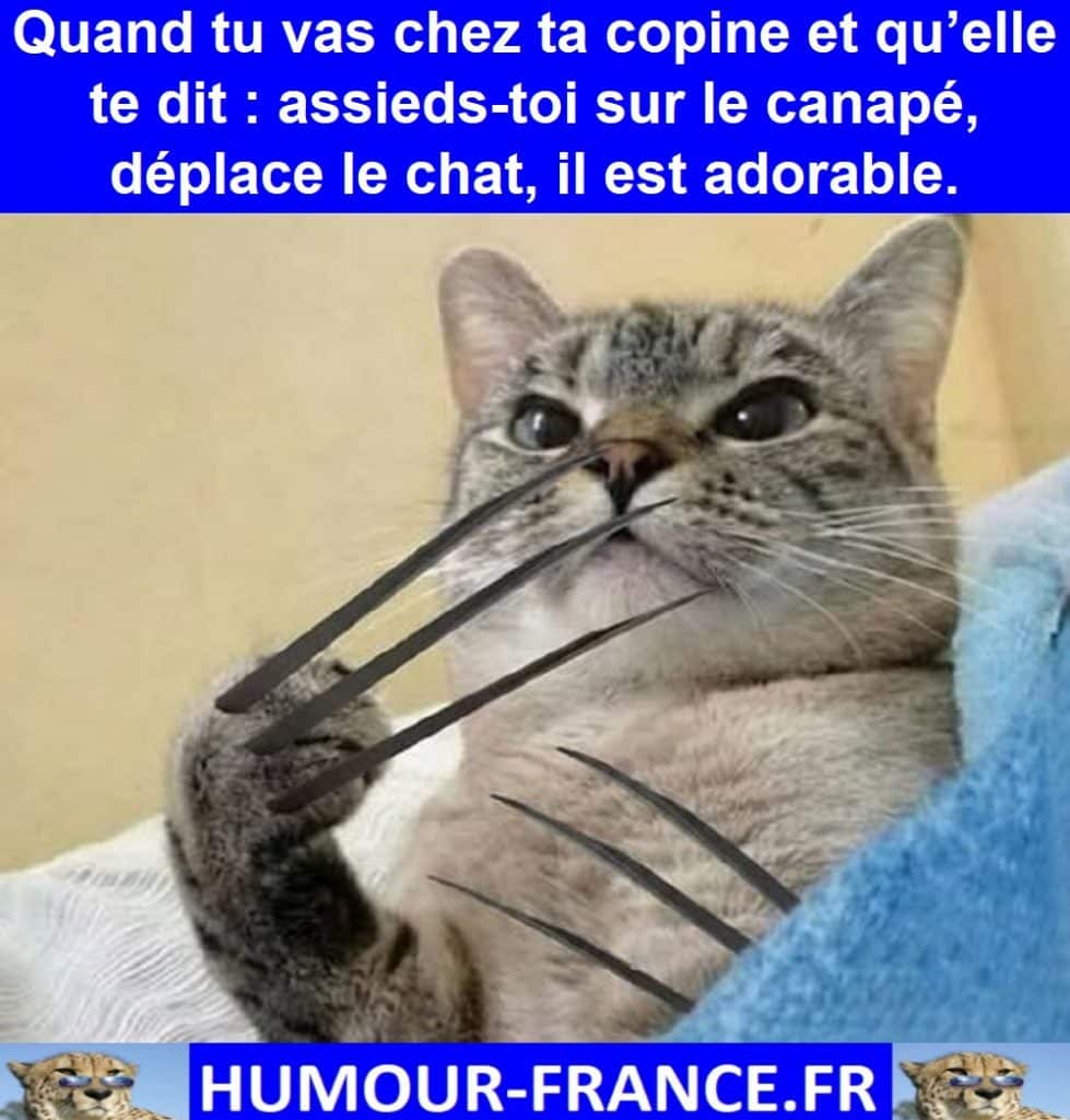 Quand tu vas chez ta copine et qu’elle te dit assieds-toi sur le canapé, déplace le chat, il est adorable.