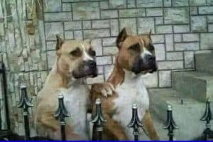 Calme toi … Un jour il devra entrer pour livrer un colis à faire signer.