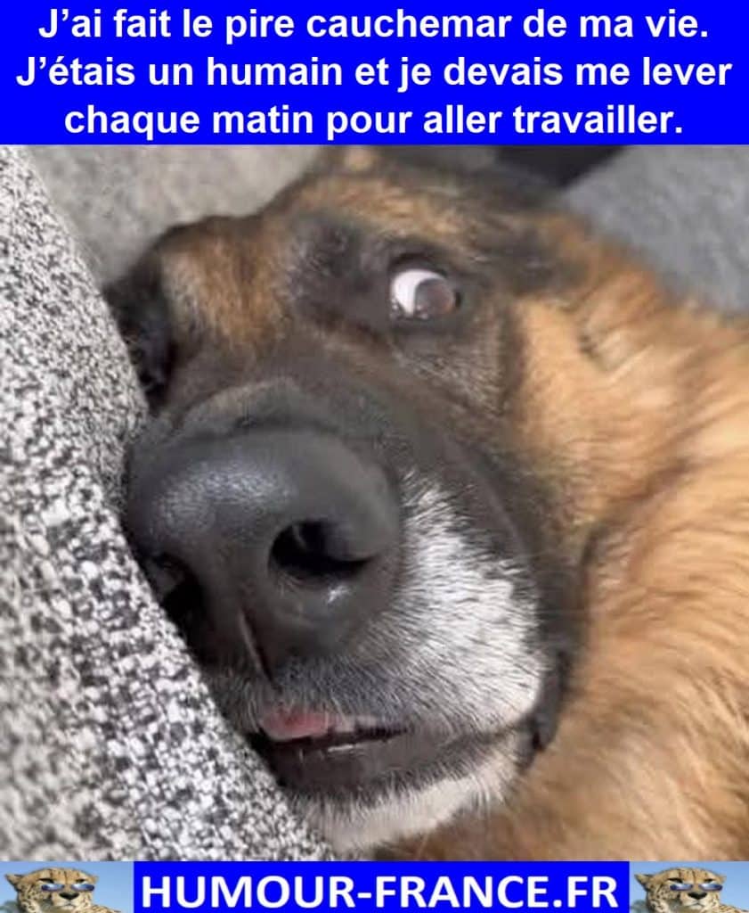 J’ai fait le pire cauchemar de ma vie. J’étais un humain et je devais me lever chaque matin pour aller travailler.