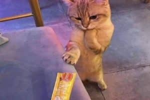 Quand je suis en colère contre quelqu’un et qu’il m’apporte un truc que j’aime.