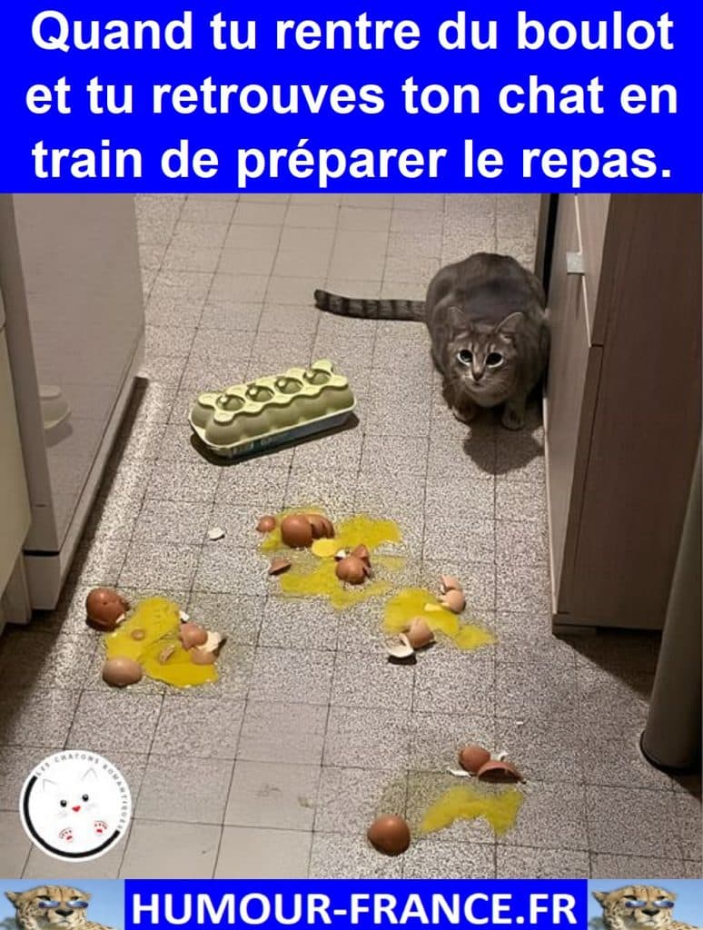 Quand tu rentre du boulot et tu retrouves ton chat en train de préparer le repas.