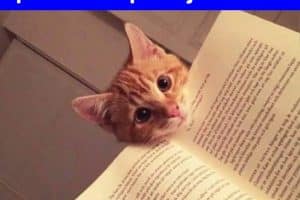 Voici mon marque-page quand je ne sais plus à quel CHATpitre je suis …