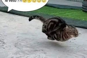 C’est aujourd’hui la piqûre de rappel chez le véto ??!