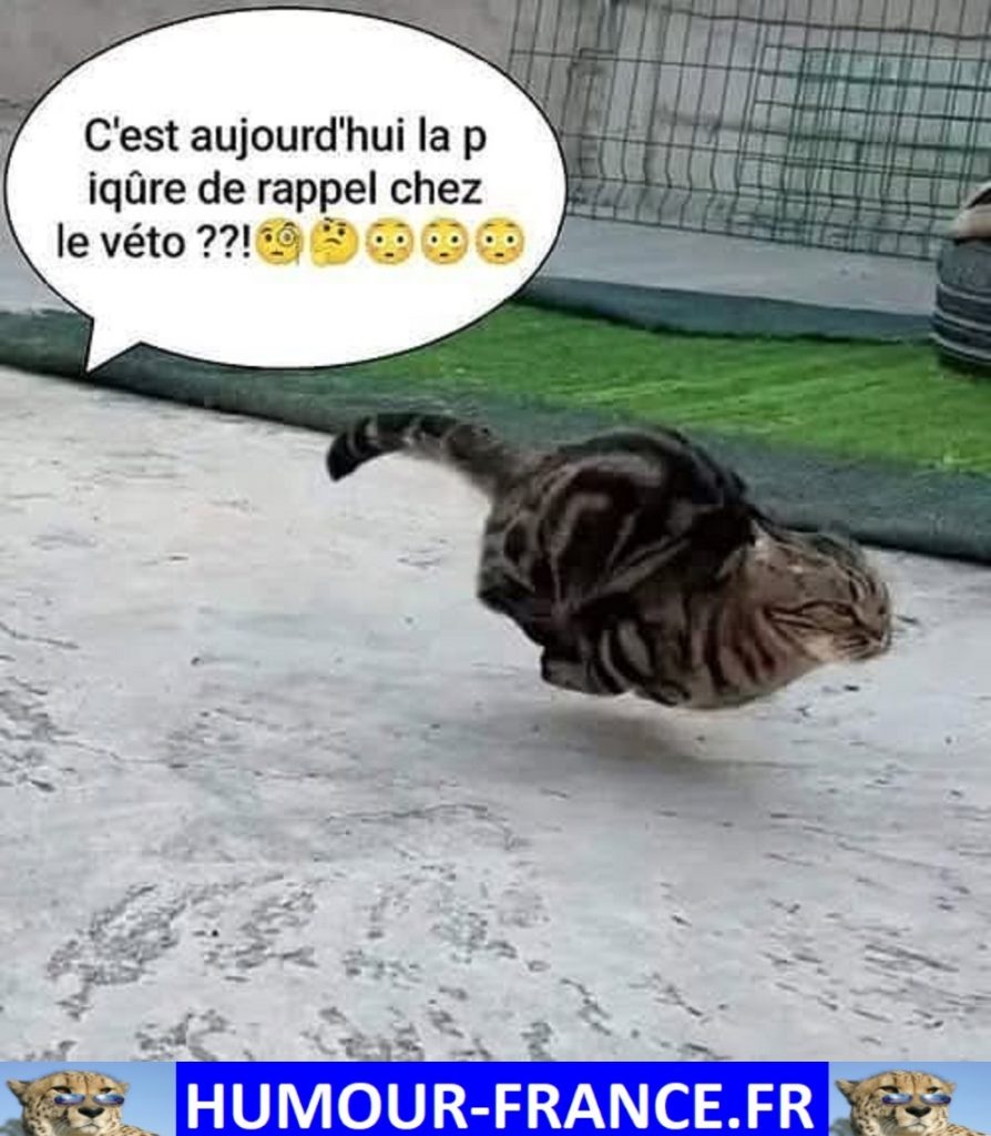 C’est aujourd’hui la piqûre de rappel chez le véto ??!