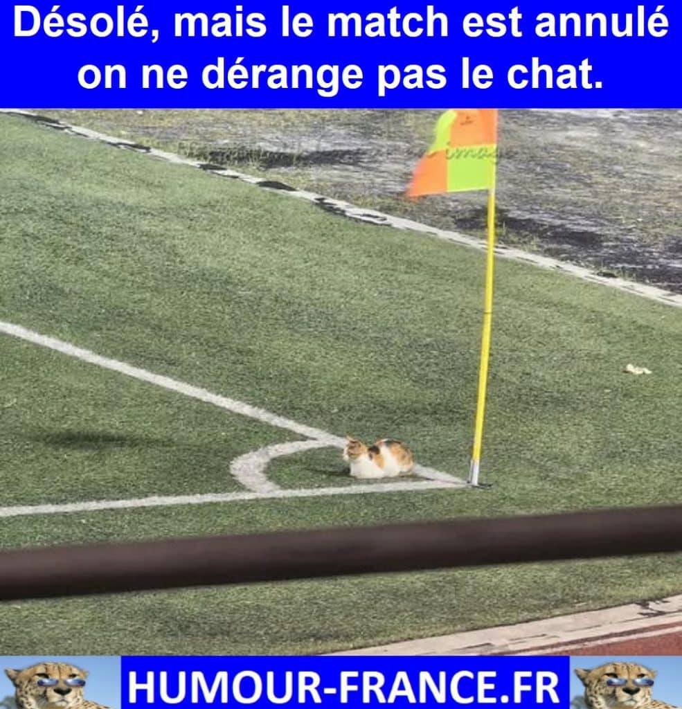 Désolé, mais le match est annulé on ne dérange pas le chat.