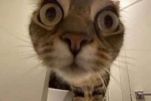 J’ai mis du Red bull dans mon café.