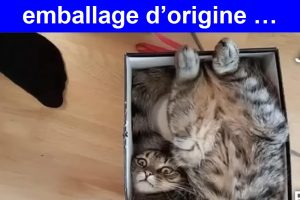 Quand on te demande de remettre l’article dans son emballage d’origine …