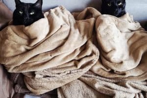 Tu crois y’a moyen il nous amène le petit déj au lit ?