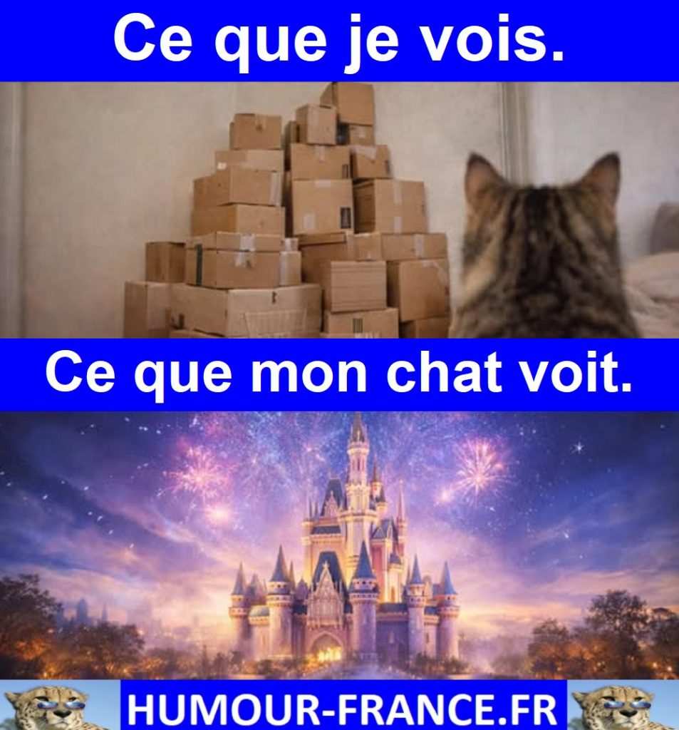 Ce que je vois. Ce que mon chat voit.