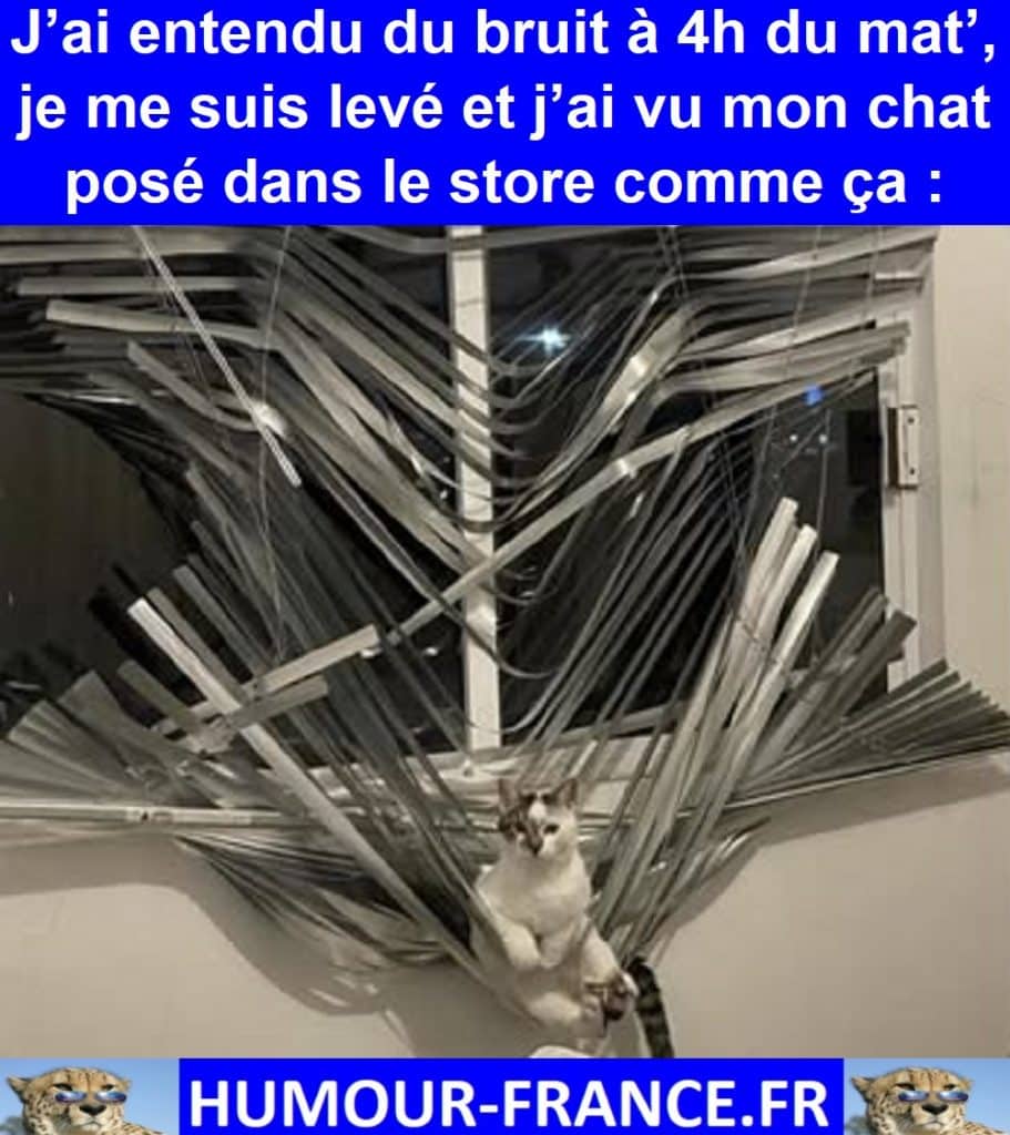 J’ai entendu du bruit à 4h du mat’, je me suis levé et j’ai vu mon chat posé dans le store comme ça :
