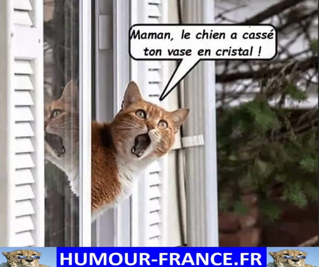 Maman, le chien a cassé ton vase en cristal !