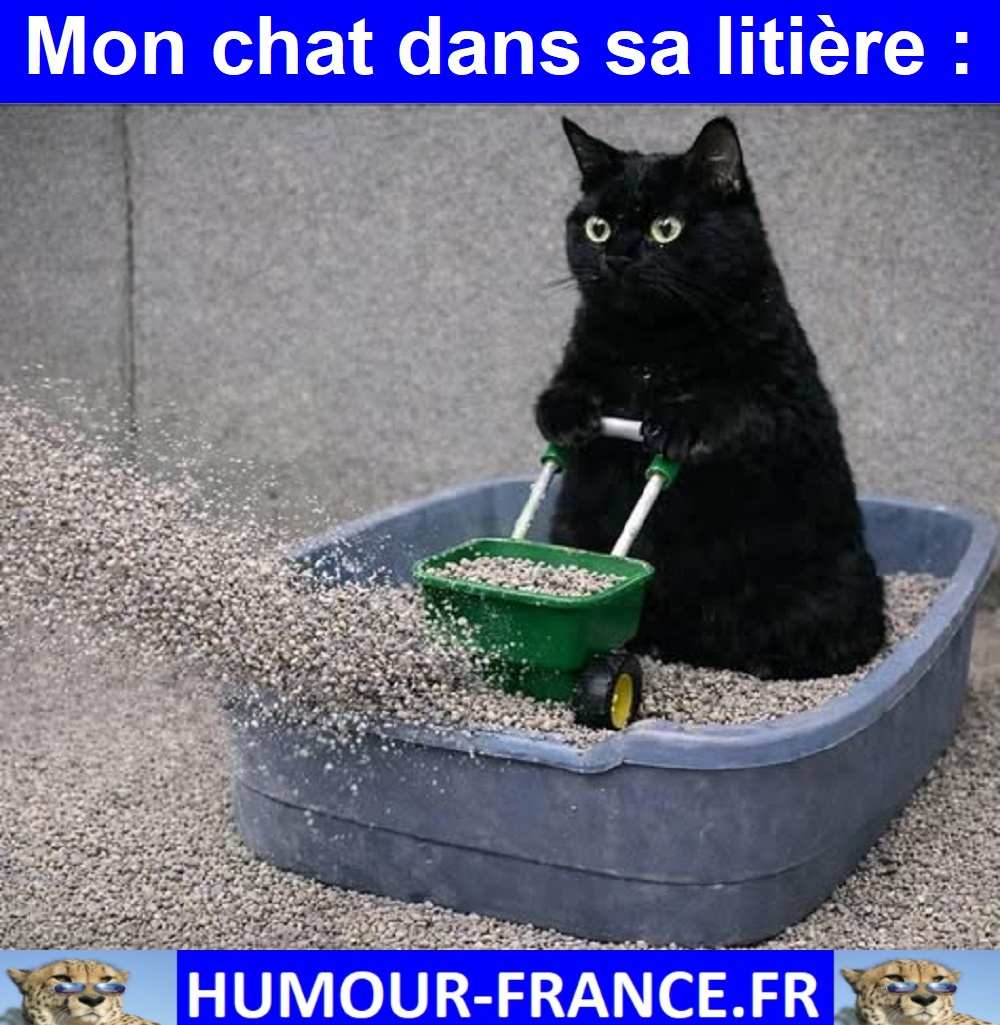 Mon chat dans sa litière :