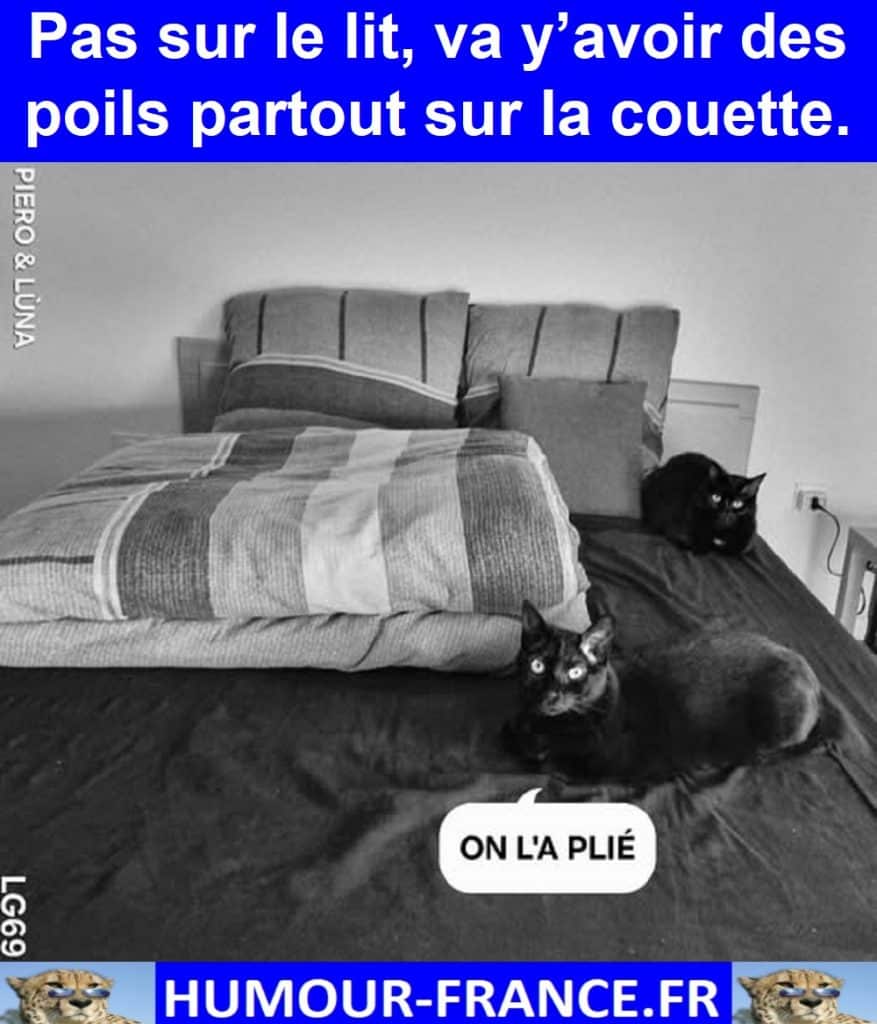 Pas sur le lit, va y’avoir des poils partout sur la couette.