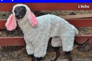 Quand tu déménages dans un nouvel appart et que ton proprio interdit les chiens …