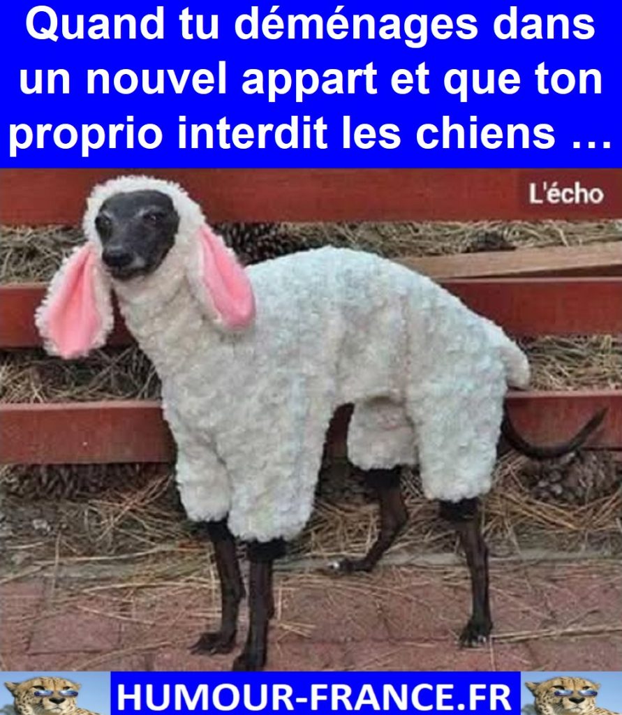 Quand tu déménages dans un nouvel appart et que ton proprio interdit les chiens …