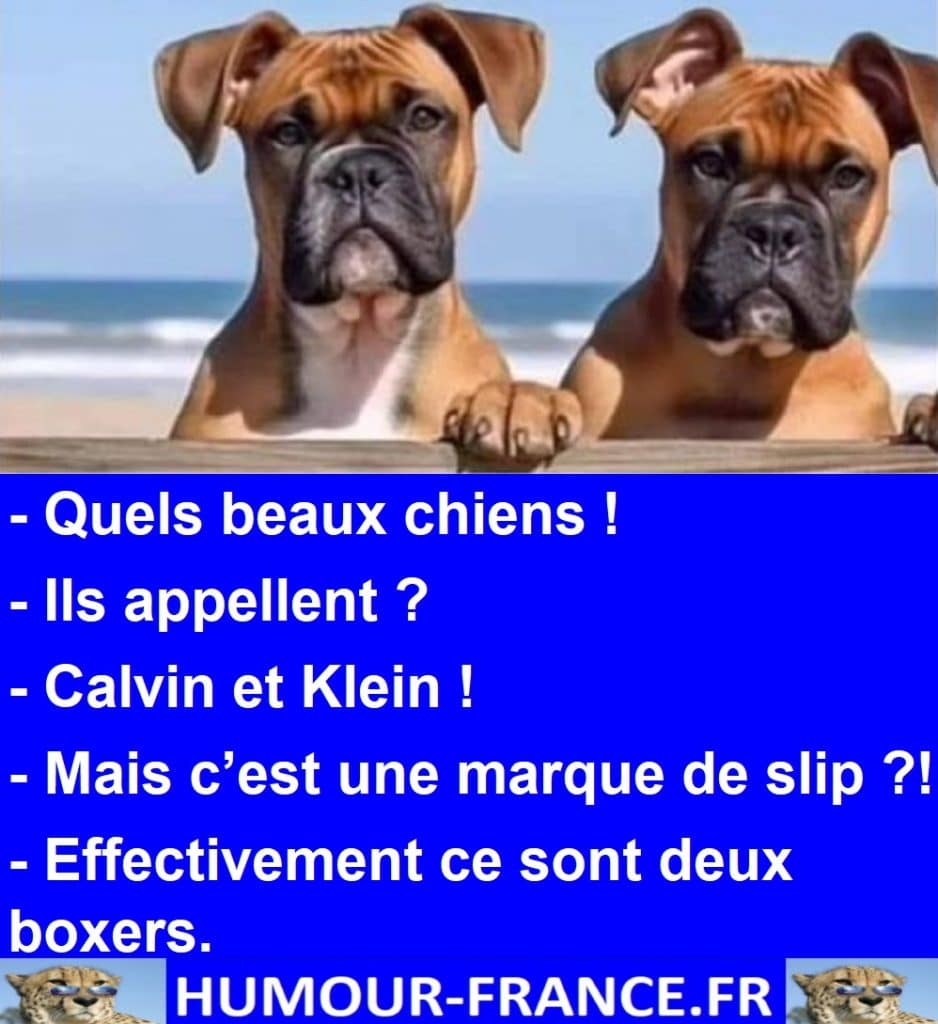 Quels beaux chiens !