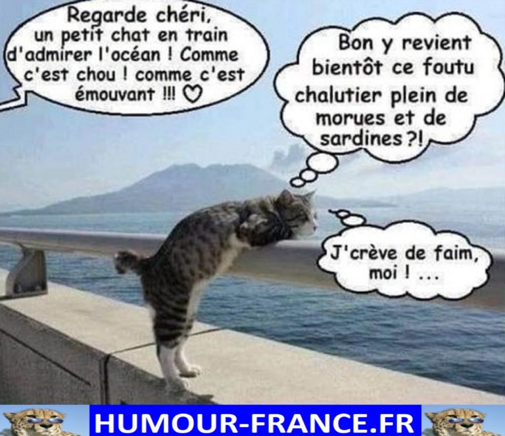 Regarde chéri, un petit chat en train d’admirer l’océan ! Comme c’est chou ! Comme c’est émouvant !!!