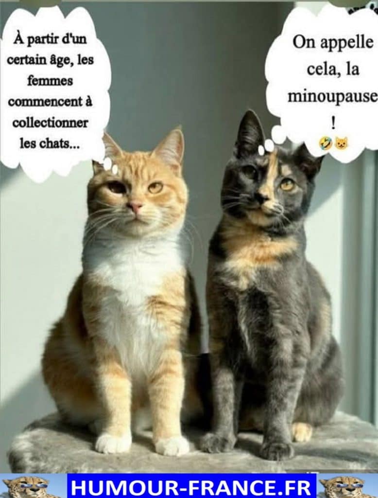 A partir d’un certain âge, les femmes commencent à collectionner les chats …