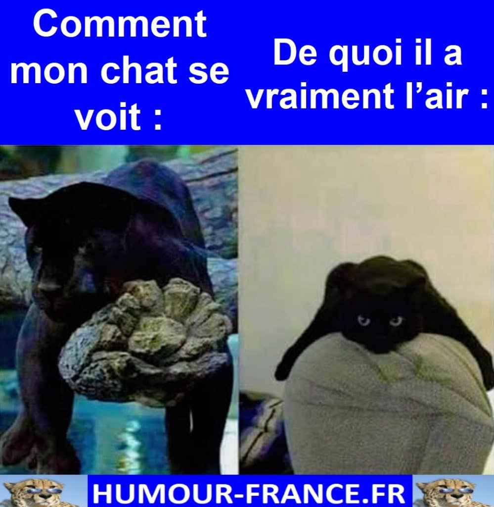 Comment mon chat se voit :