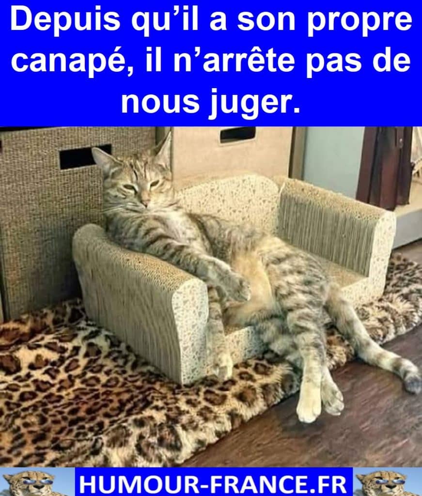 Depuis qu’il a son propre canapé, il n’arrête pas de nous juger.