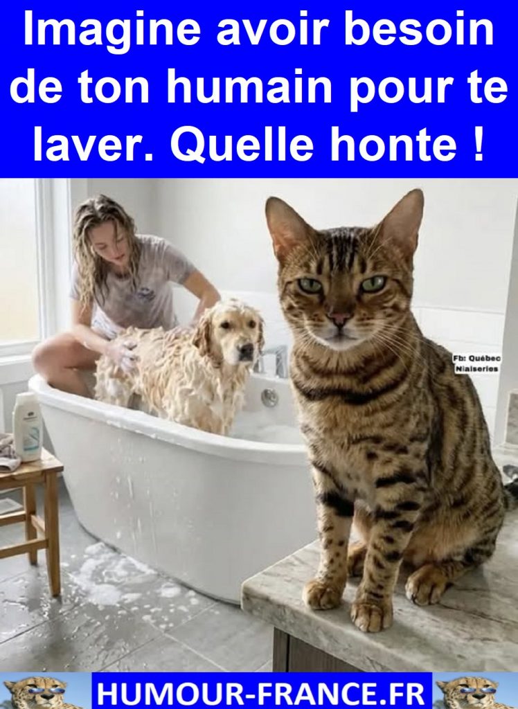 Imagine avoir besoin de ton humain pour te laver. Quelle honte !