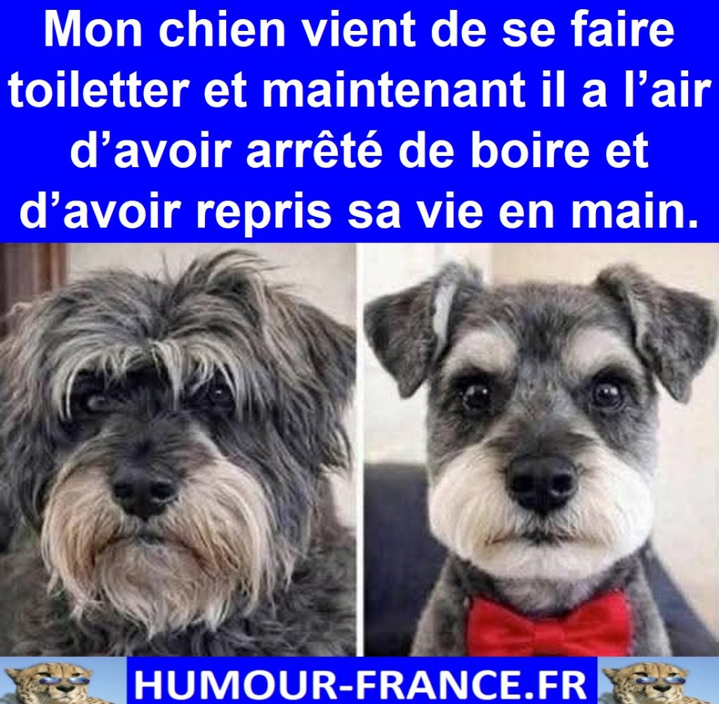 Mon chien vient de se faire toiletter et maintenant il a l’air d’avoir arrêté de boire et d’avoir repris sa vie en main.