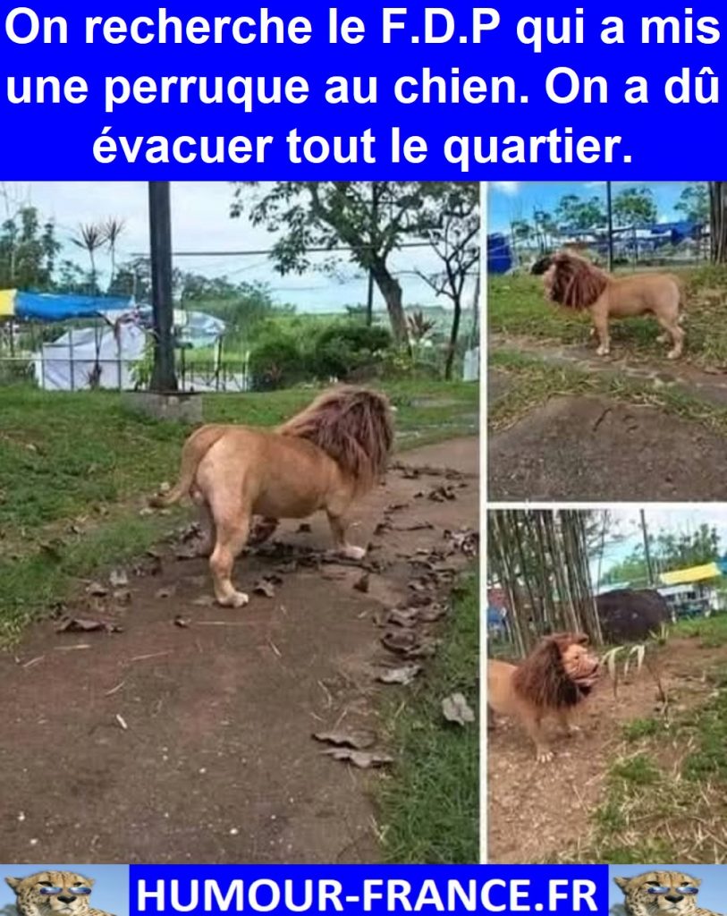 On recherche le F.D.P qui a mis une perruque au chien. On a dû évacuer tout le quartier.