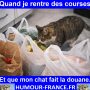 Quand je rentre des courses et que mon chat fait la douane.