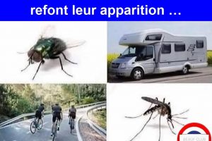 Tu sais que l’été approche quand ces créatures emmerdantes refont leur apparition …