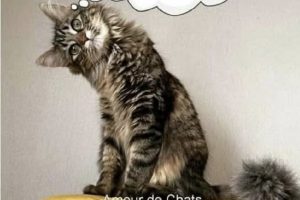 Un humain à terre … un … J’ai certainement oublié mon jouet dans le passage interdit. J’espère que mon jouet va bien …