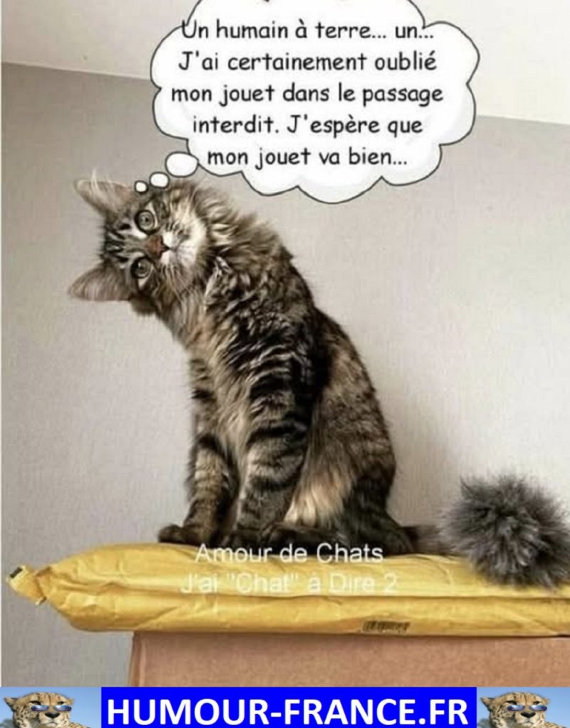 Un humain à terre … un … J’ai certainement oublié mon jouet dans le passage interdit. J’espère que mon jouet va bien …