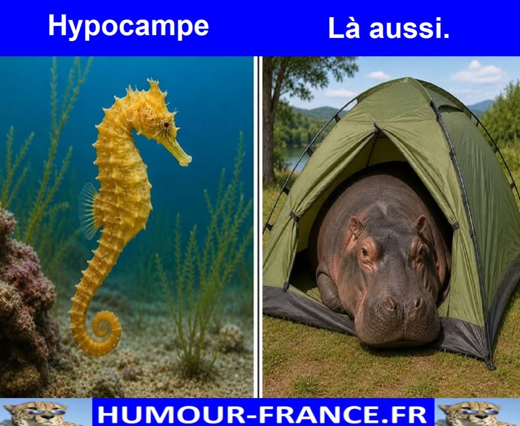 Hypocampe.