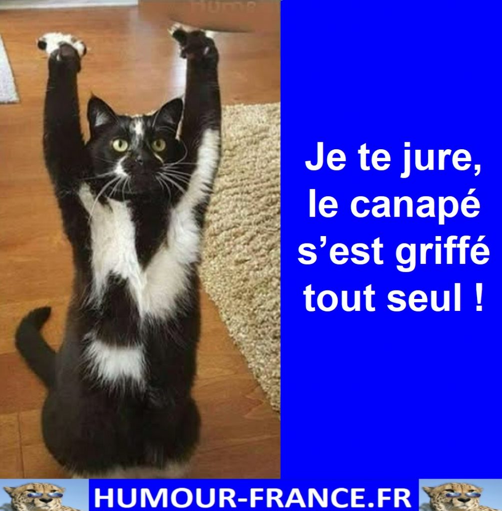 Je te jure, le canapé s’est griffé tout seul !