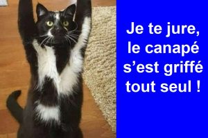 Je te jure, le canapé s’est griffé tout seul !