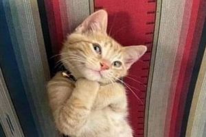 Mon chat m’ignore toute la journée …