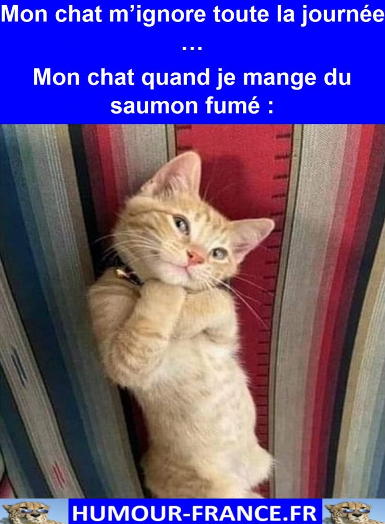 Mon chat m’ignore toute la journée …
