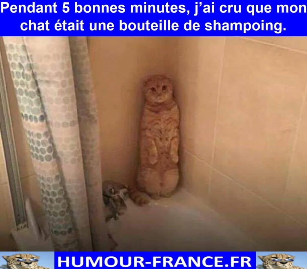 Pendant 5 bonnes minutes, j’ai cru que mon chat était une bouteille de shampoing.