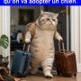 Quand j’explique à mon chat qu’on va adopter un chien.